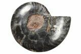 Cut & Polished Ammonite Fossil (Half) - Unusual Coloration #263648-1